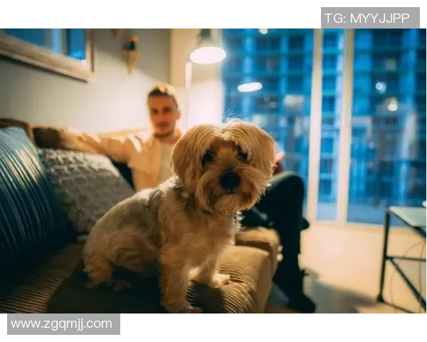 足球明星们的宠物生活揭秘：他们与爱犬爱猫的温馨时光